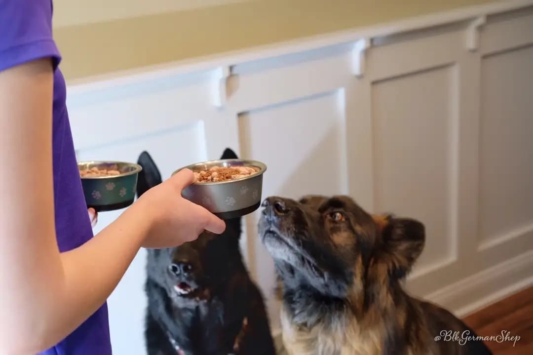 Dog Won t Eat Raw Food L What To Do And 6 Tips To Help Vital 