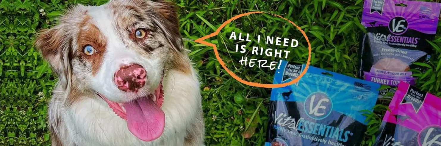 Five Of The Most Important Nutrients In Dog Food Vital Essentials 