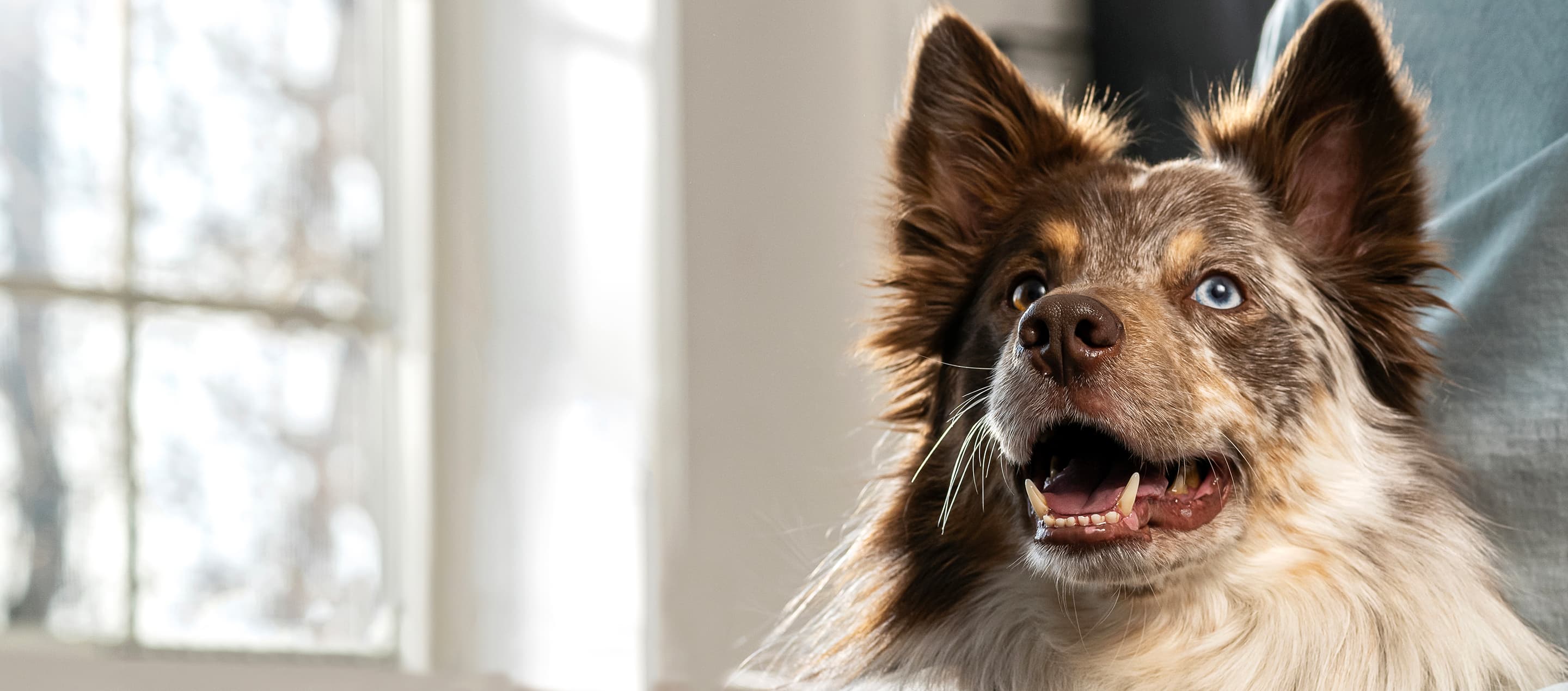 Freeze Dried Vs Frozen Pet Food L Vital Essentials Raw Pet Food 