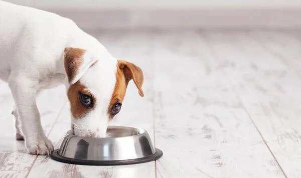 Snapshot of Exotic Pet Food Reviews