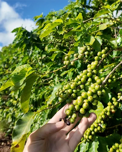 Ka'anapali Farms Green Coffee Cherries