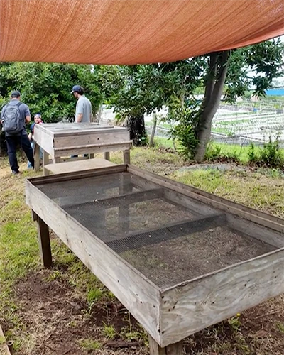 Raised drying beds for coffee cherries