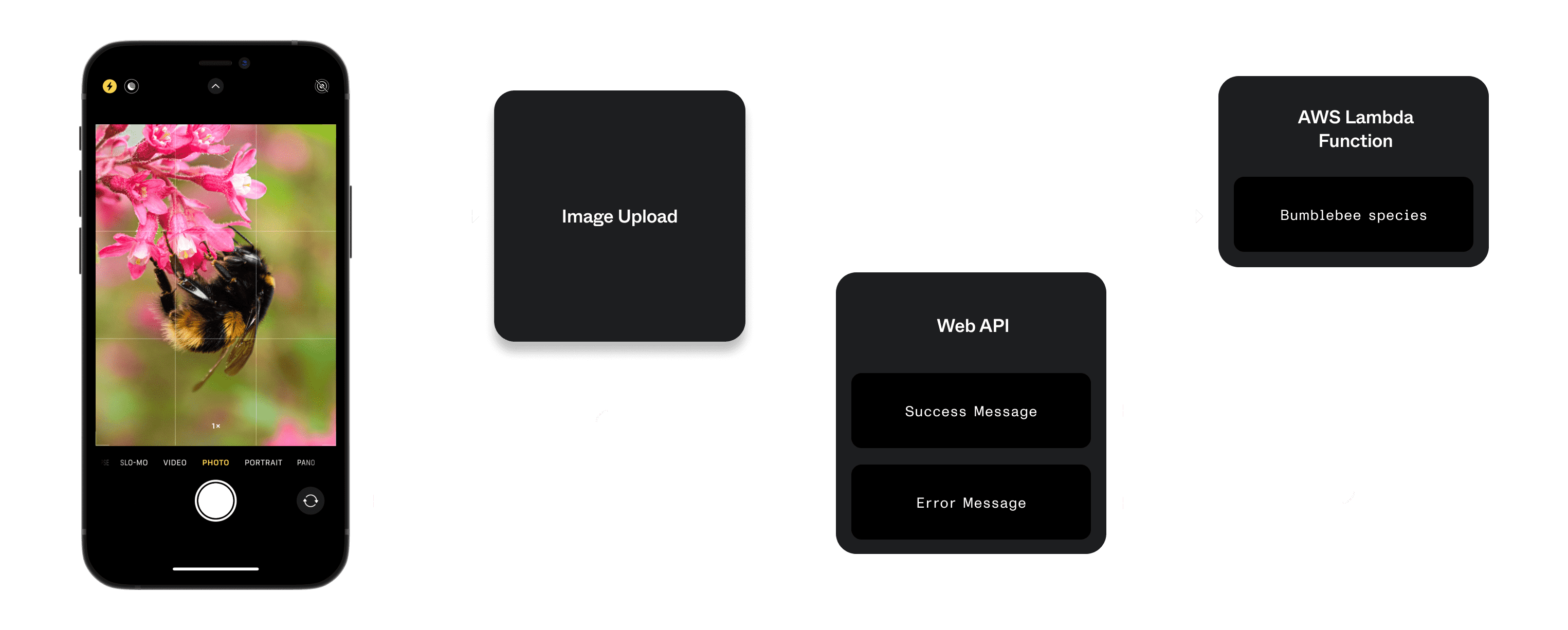 A wireframe illustration outlining the light-weight tech stack. A user uploads a photo, which is then uploaded to an AWS Lambda function which predicts the bumblebee species. This prediction is passed to a web API, outputting a success or error message.