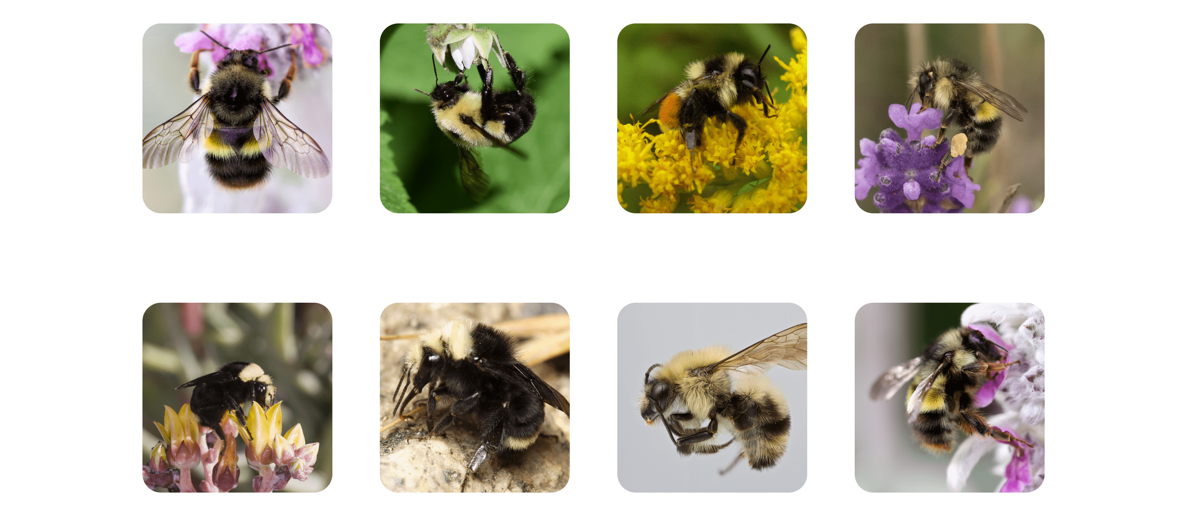 Photos of eight bumblebee species, labelled by species name.