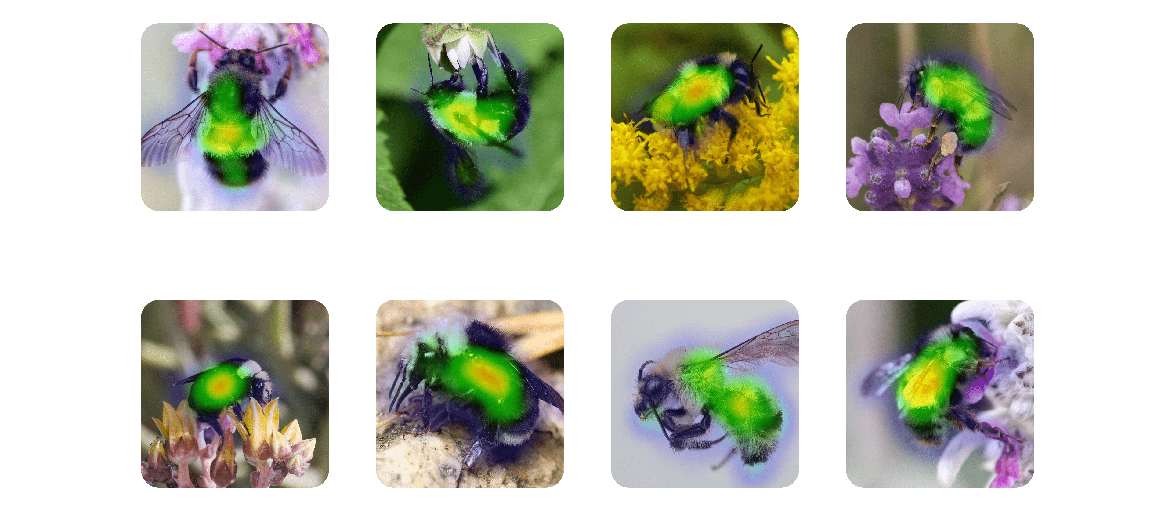 Photos of eight bumblebee species, labelled by species name. Each image has the plot_top_losses heat-map overlaid, indicated what pixels informed the models species prediction.