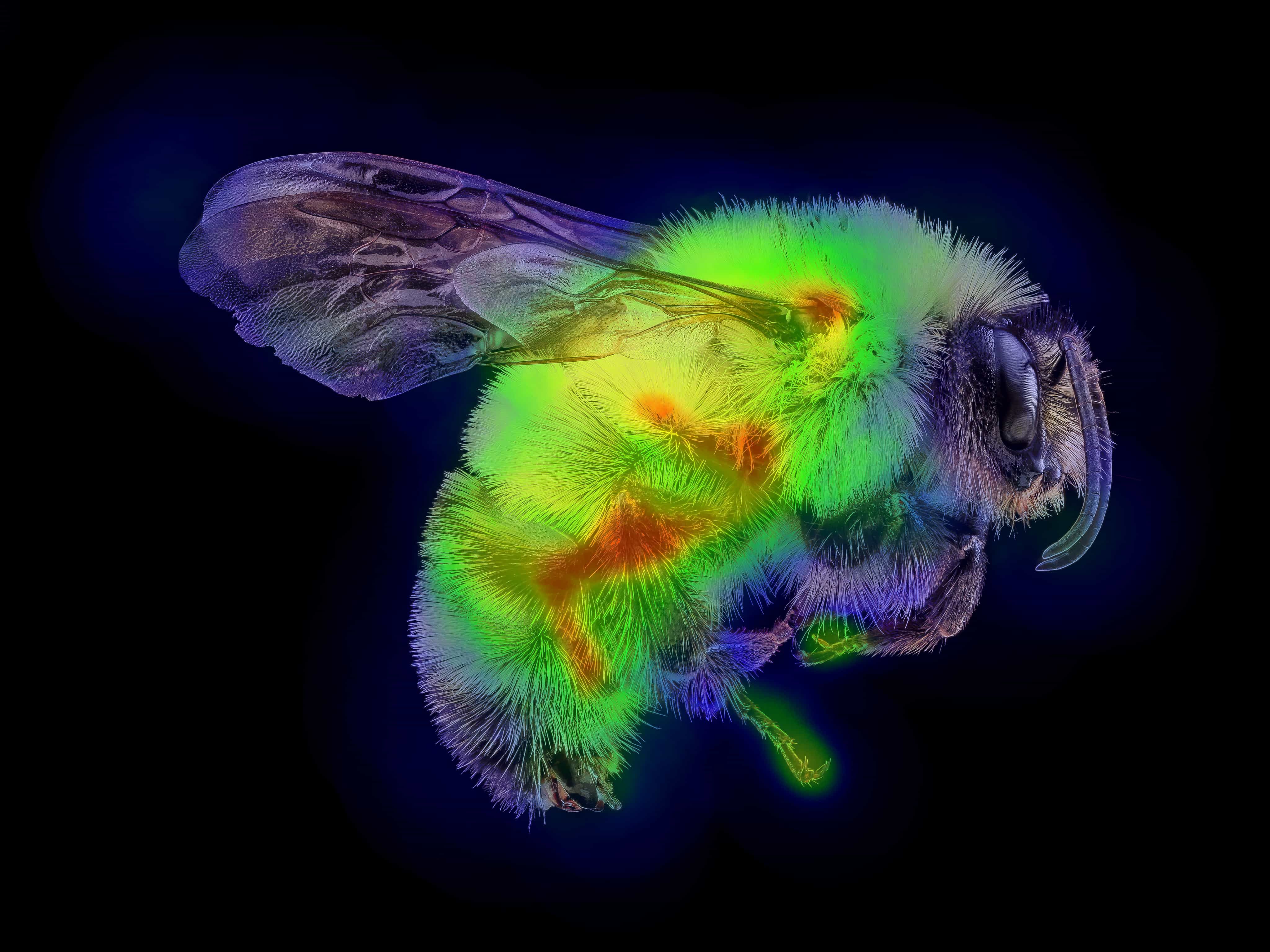 Illustration of a heat-map overlaid atop a Bumblebee.