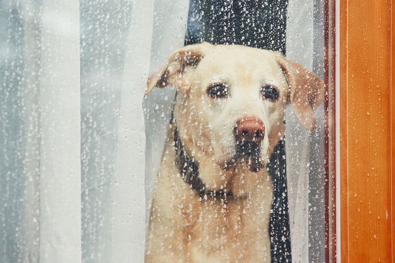 Photo of a sad dog waiting alone at home. Labrador retriever looking through window during rain.