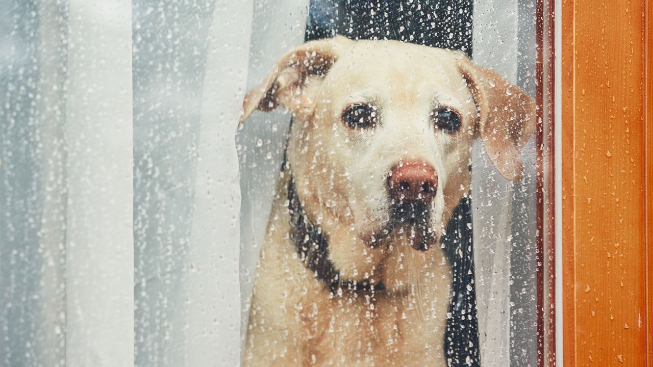 Photo of a sad dog waiting alone at home. Labrador retriever looking through window during rain.