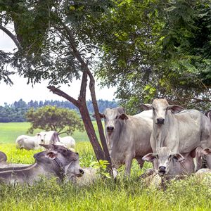 Up close of cattle under a tree in a field