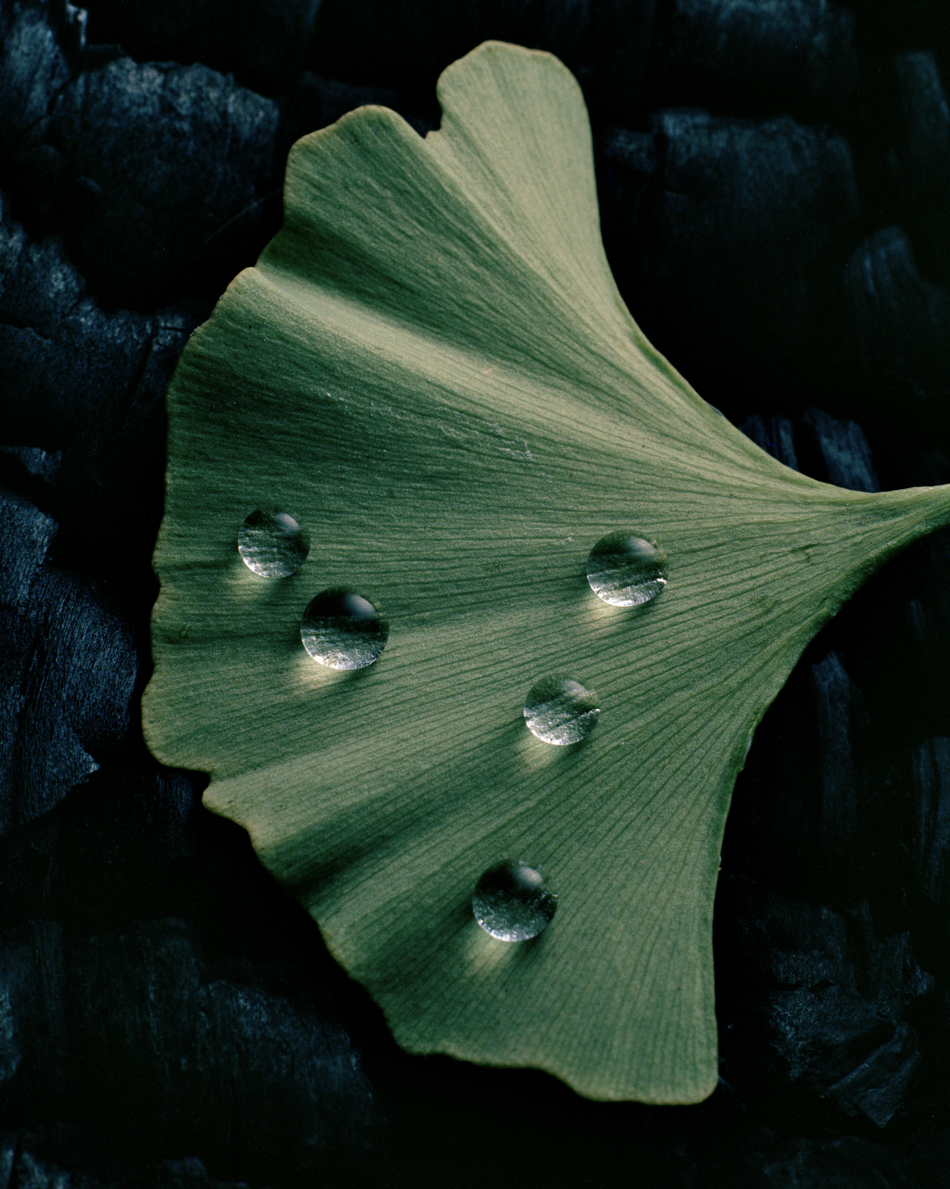 Steven John MinerPhotographer