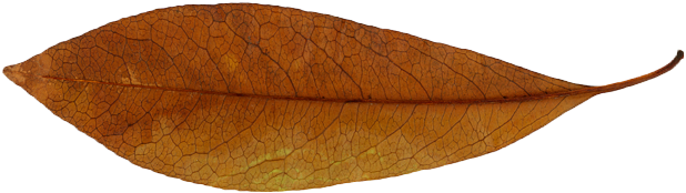 Ferrari Larios Orthodontics Logo