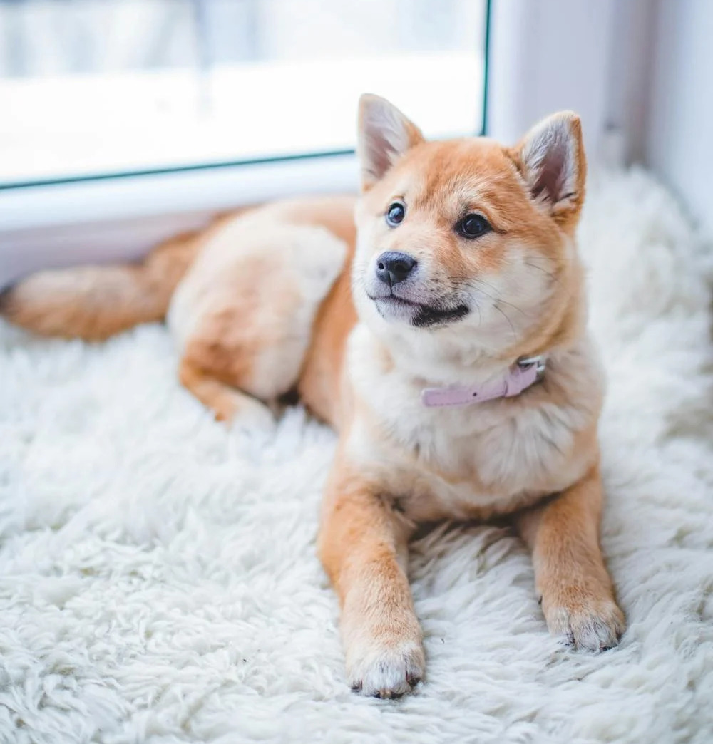 A Shiba Inu with short fur, a long tail, and pointed ears.