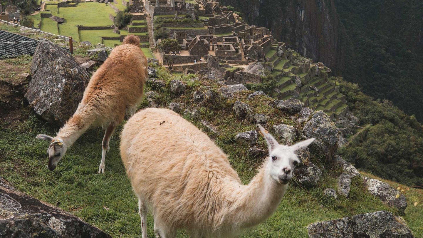 Two llamas grazing grass close to the ruins of an old South American temple