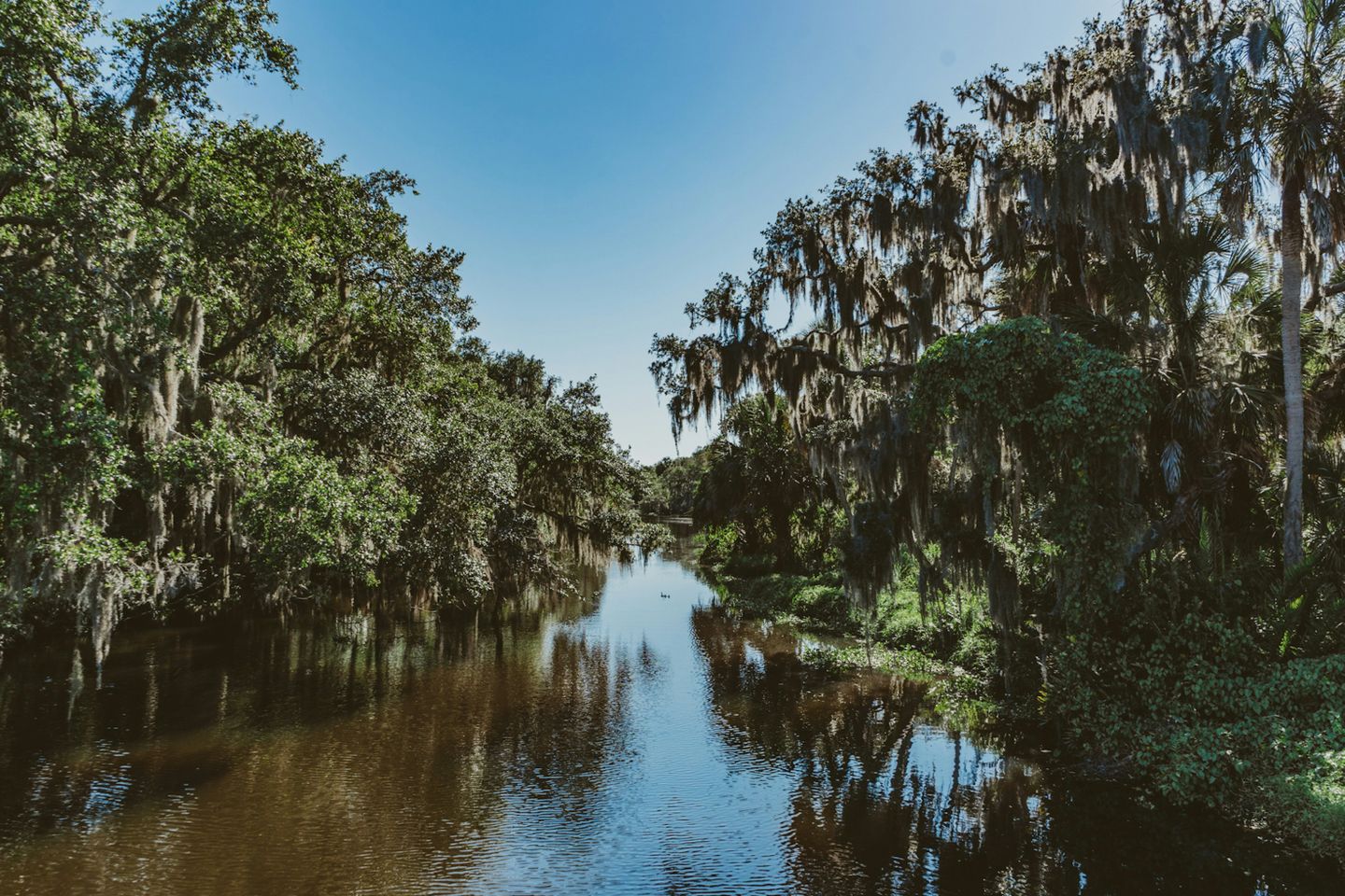 Magnolia formation on Little Manatee River in Florida