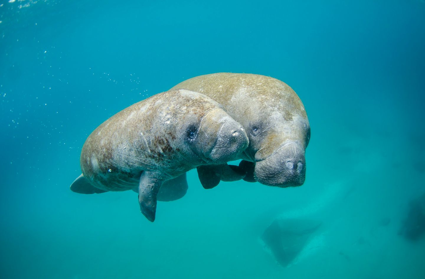 Two manatees, water mammals typical of Florida, US