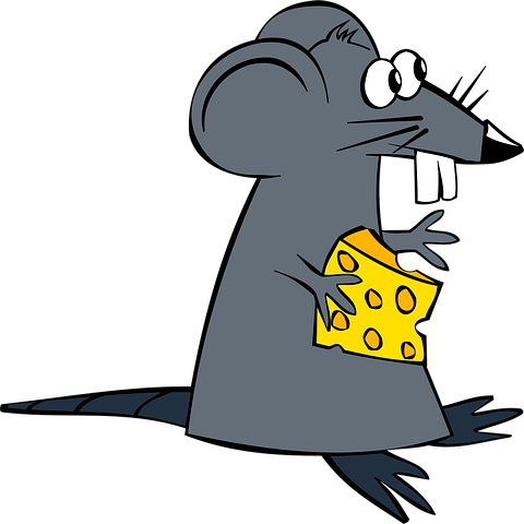 A gray rat holding cheese