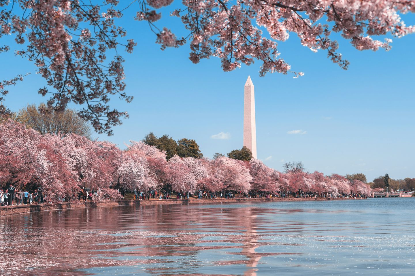 Washington Monument (a tall white obelisk) photographed from under the cherry trees in bloom in Washington DC, USA