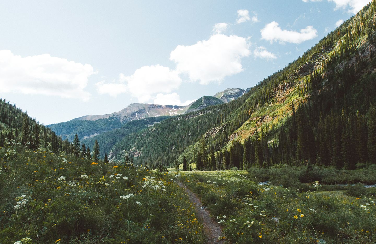 A valley covered in luscious green grass and colorful wild flowers with mountains in the background under a clear blue sky in Crested Butte, United States