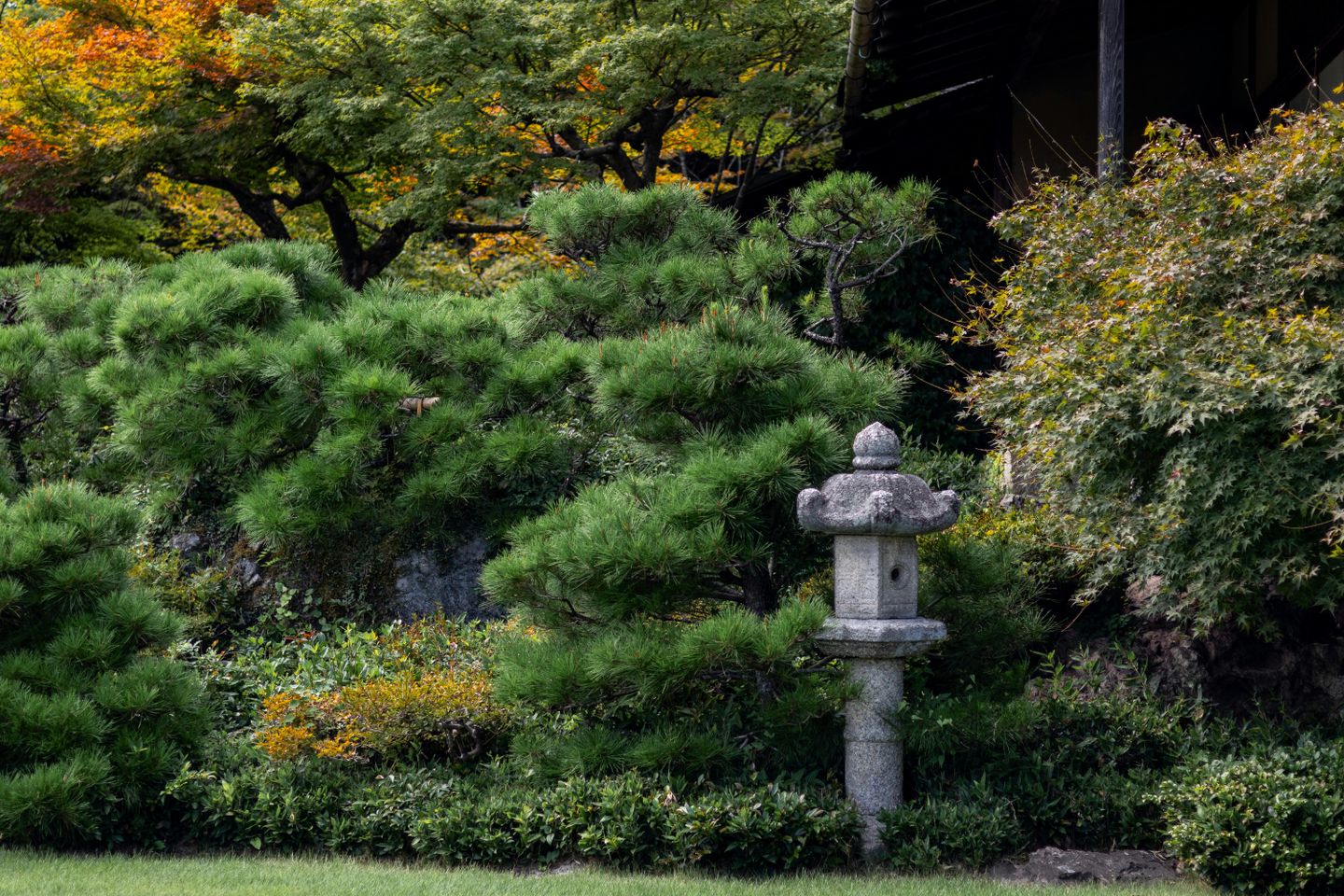A Japanese garden with pine trees