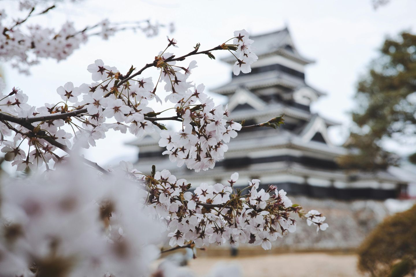 Cherry blossoms in focus with a traditional Japanese castle blurred in the background.