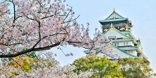 A Japanese castle tower behind cherry blossoms