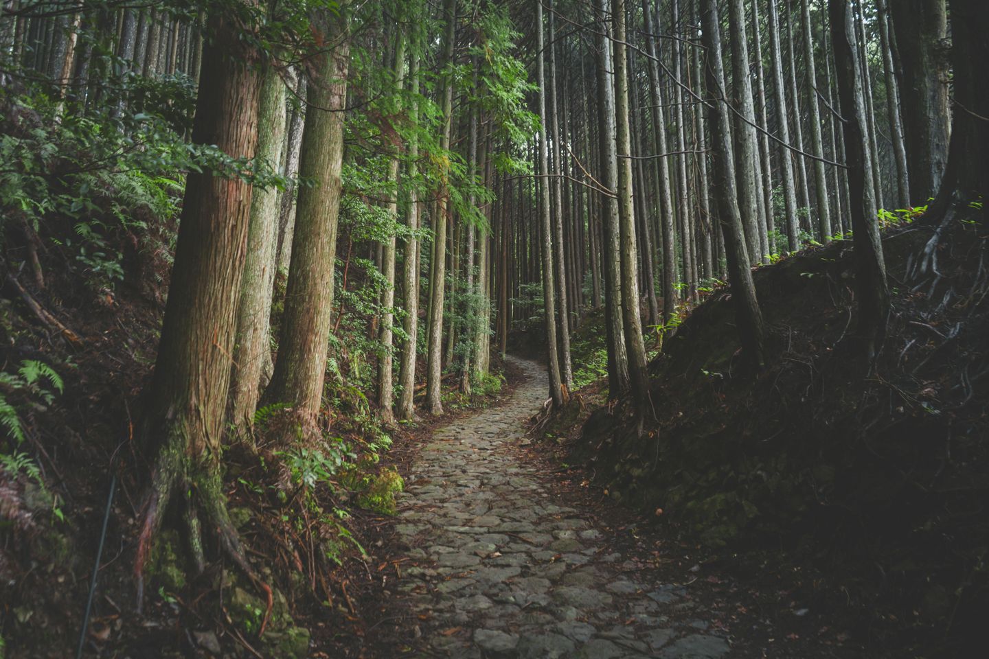 A mysterious Japanese forest