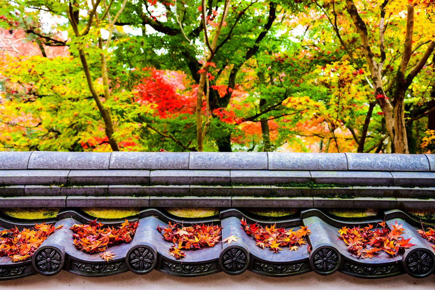 Autumn maple leaves accumulate in the tiles atop a wall in the forest
