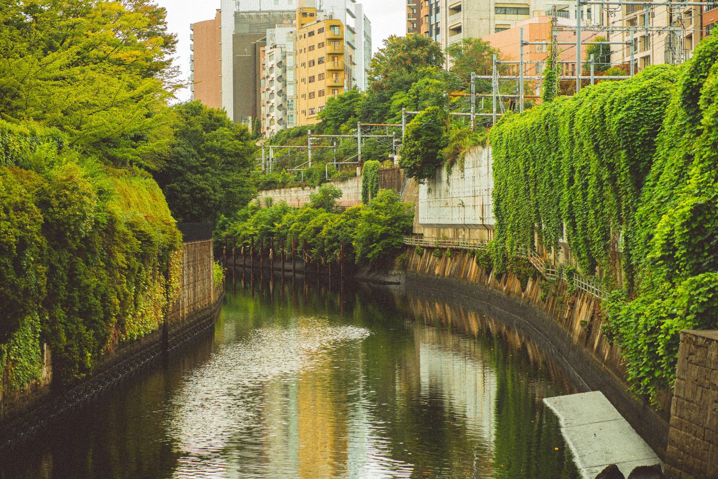 A canal through Tokyo with banks covered in vines and green leaves