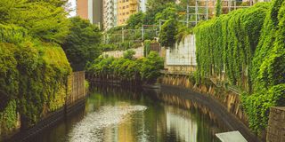 A canal through Tokyo with banks covered in vines and green leaves
