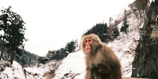 A contemplative snow monkey in Hokkaido