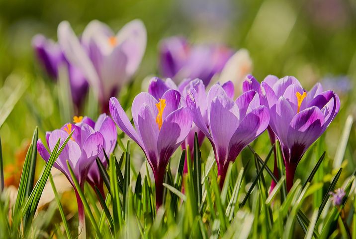 Purple crocus flowers