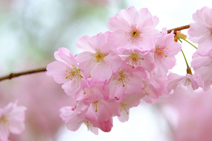 Pale pink cherry blossoms