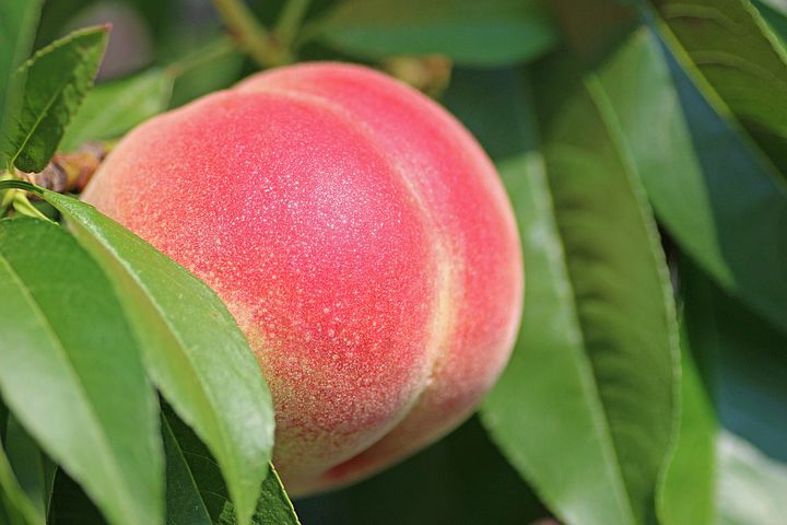 a pink peach on the tree