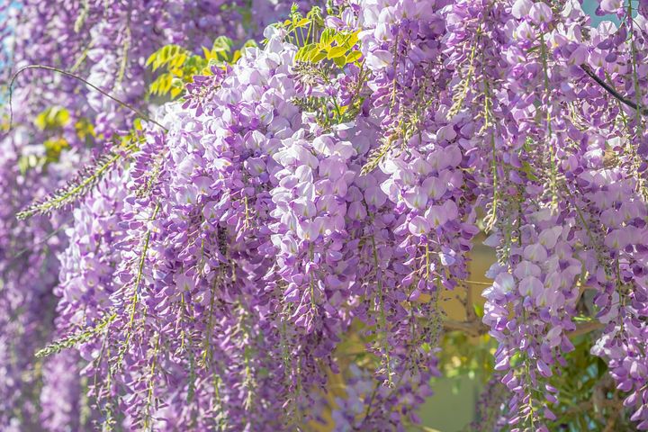 light purple wisteria flowers