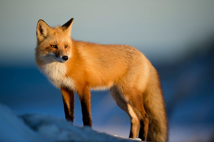 A red fox