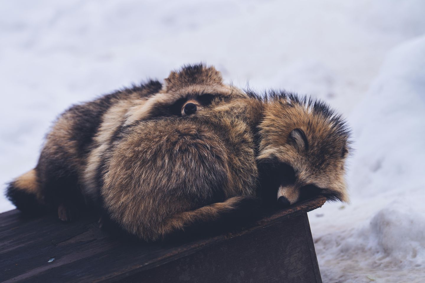 Two sleeping tanuki (raccoon-dogs) in the snow