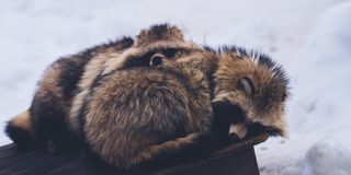 Two sleeping tanuki (raccoon-dogs) in the snow