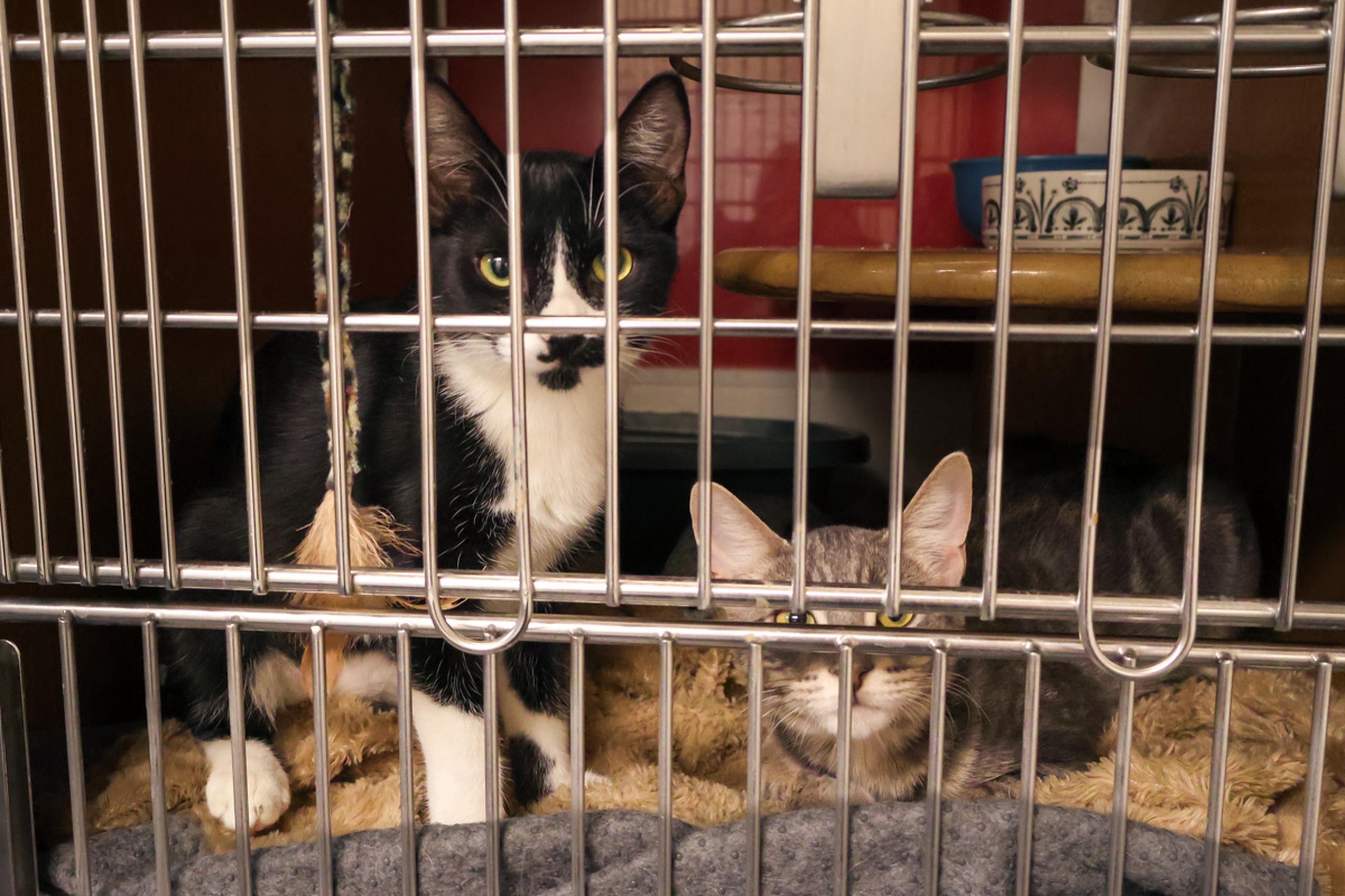 Two adoptable cats relax together at HALO Animal Rescue, waiting for the opportunity to find loving forever homes during the Husband & Wife Law Team’s HALO Adoption Event.