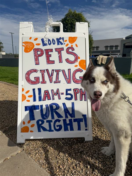 The dogs are helping let everyone know about the big event! Siberian Husky next to sign advertising "Pets Giving" event from 11 AM to 5 PM with directional arrow, outdoors on a sunny day.
