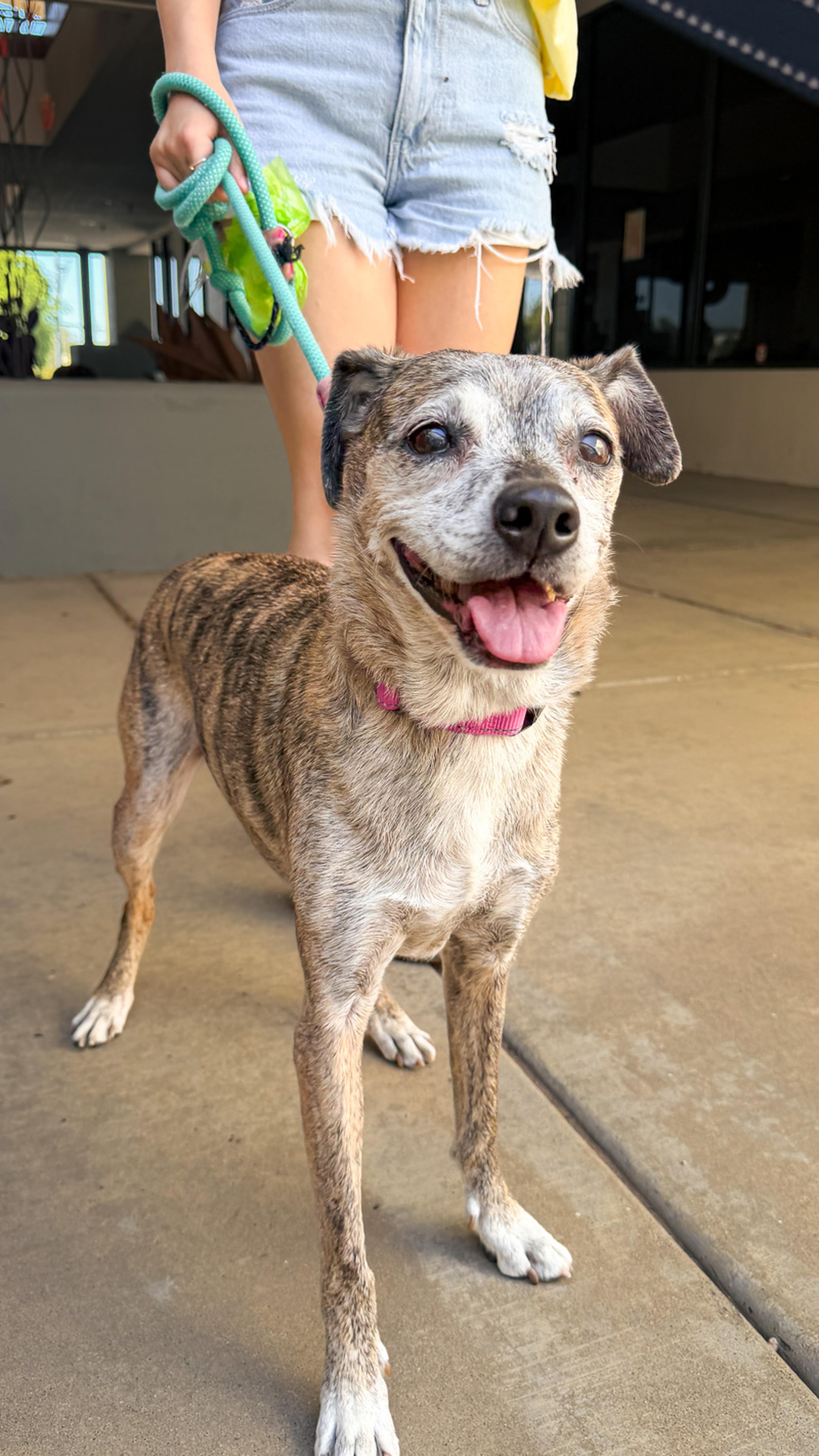 A happy adoptable dog enjoys some time outdoors during the Husband & Wife Law Team’s HALO Adoption Event, eager to meet a loving family and find a forever hom
