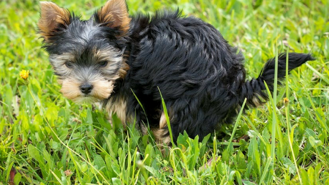 The best way to get rid of your dog's poo