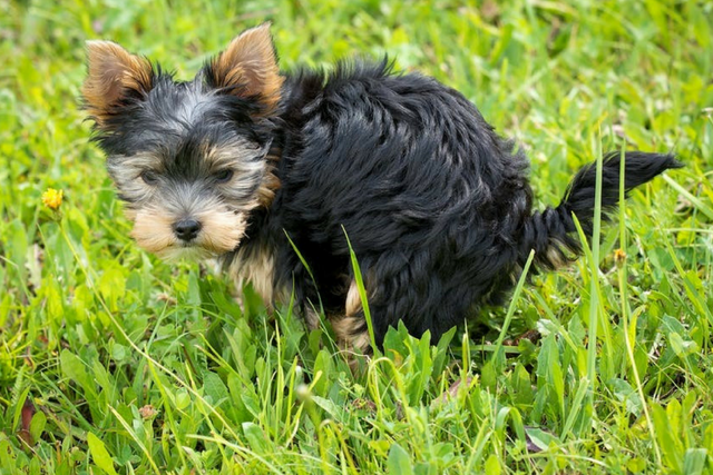 The best way to get rid of your dog's poo