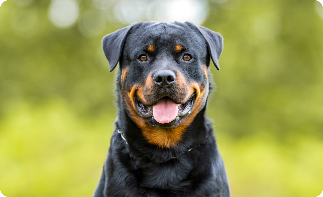 Image of Dog food for Rottweilers
