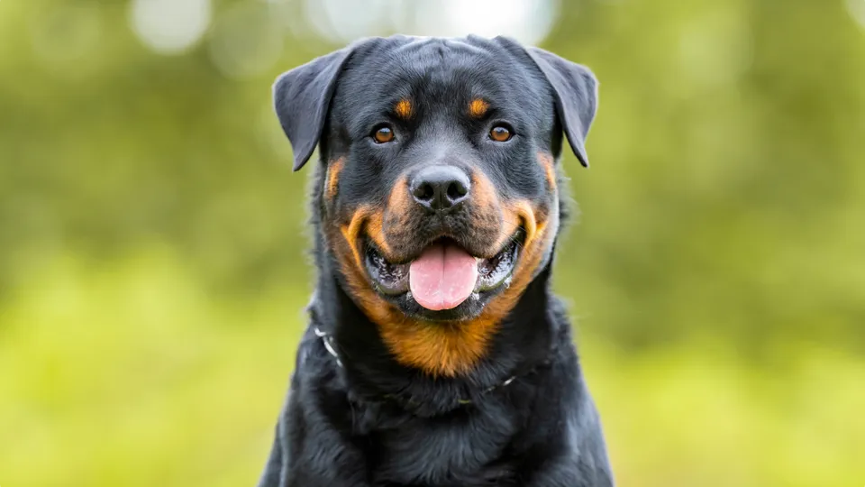 Rottweiler starting at the camera with its tongue hanging out