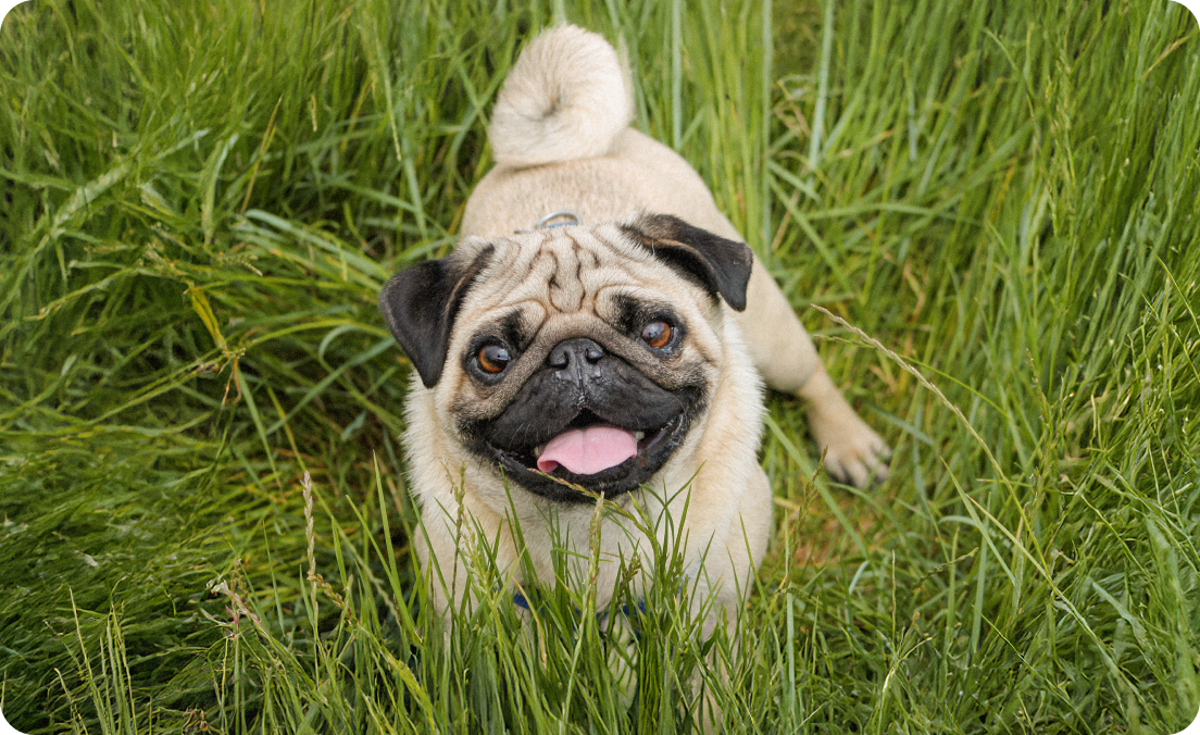 Image of Dog food for Pugs
