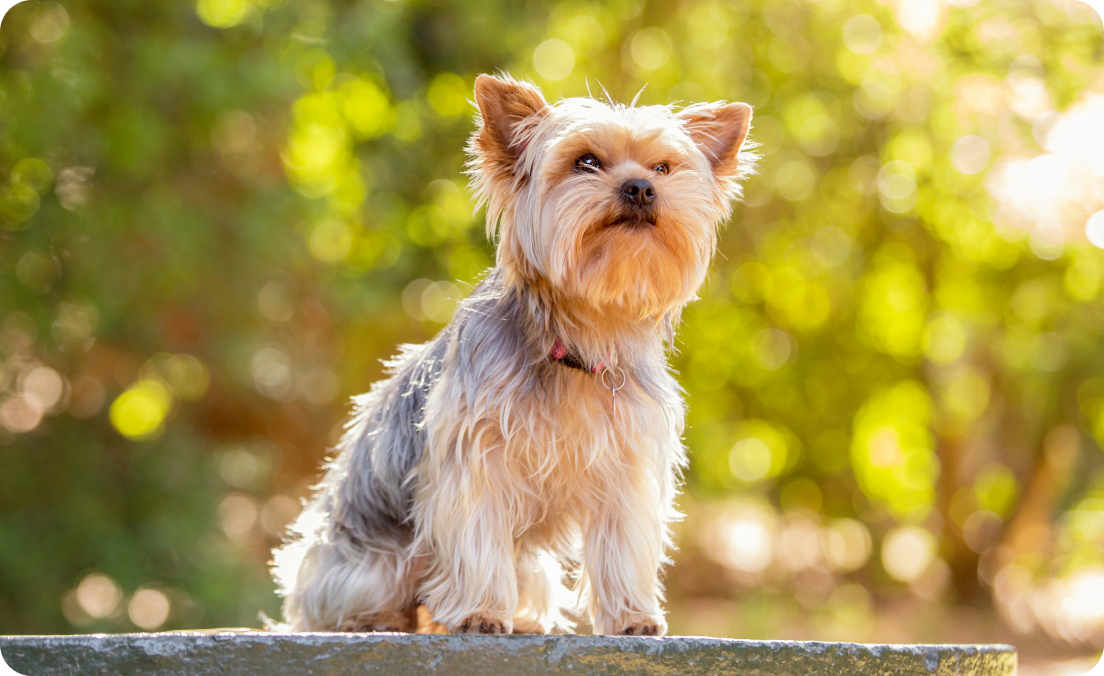Image of Dog food for Yorkshire Terriers