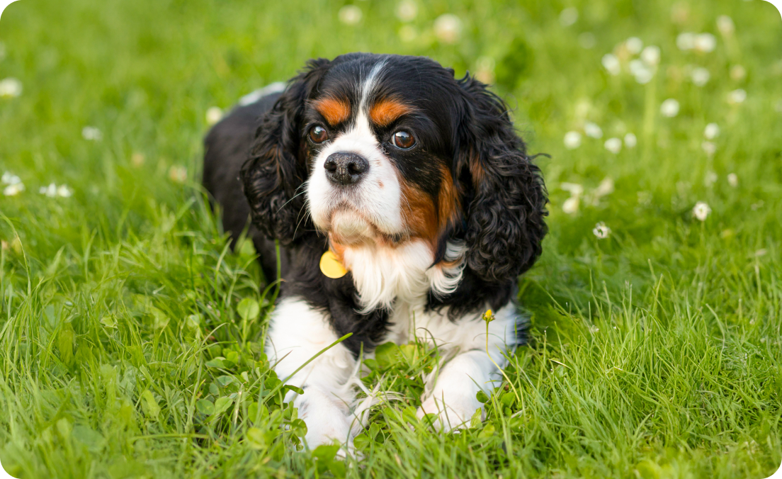 about king charles spaniels New Arrivals Cavalier King Charles Spaniel breed insights care personality expert tips Lyka Blog