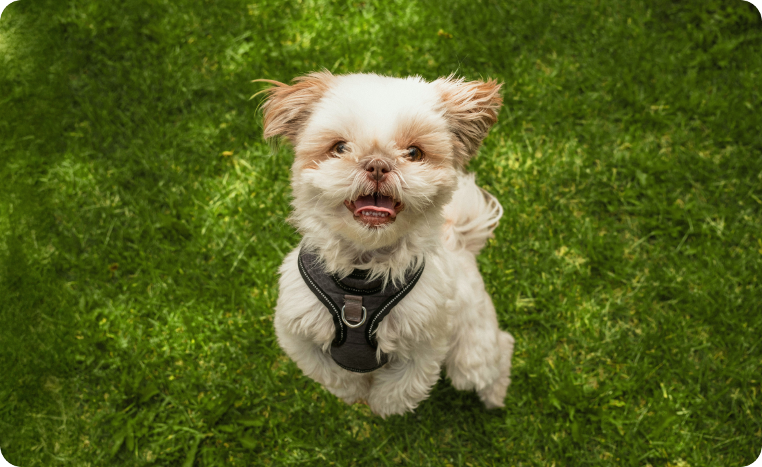 Image of Dog food for Shih Tzus