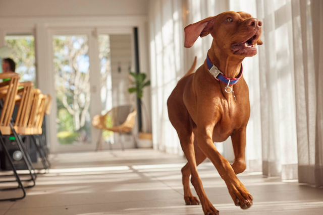 Show me a picture of store a vizsla