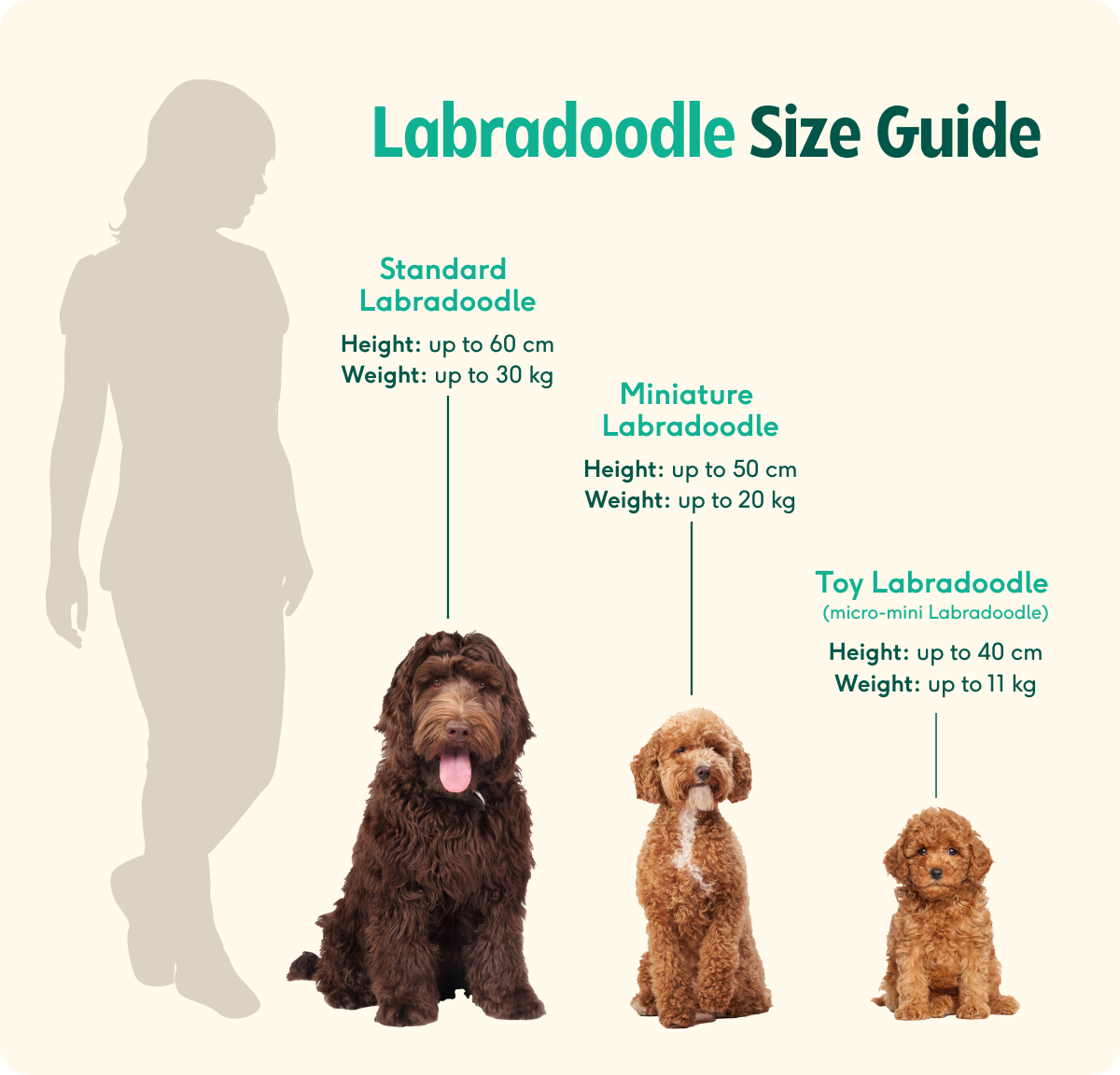 Labradoodle Full Grown Size Labradoodle Owner s Guide Greencross Labradoodle Full Grown Size Labradoodle Owner s Guide Greencross